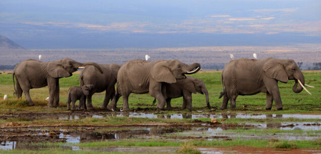 Amboseli National Park