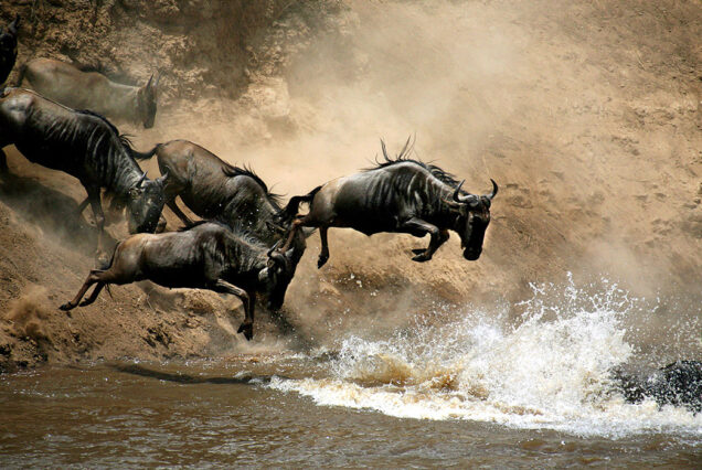 5 Days 4 Nights Safari From Nairobi to Amboseli,Lake Naivasha & Masai Mara
