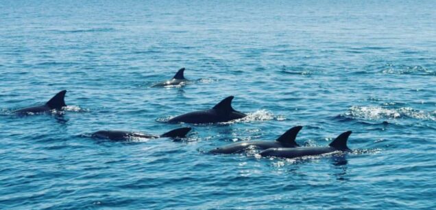 Kisite Mpunguti Marine Park