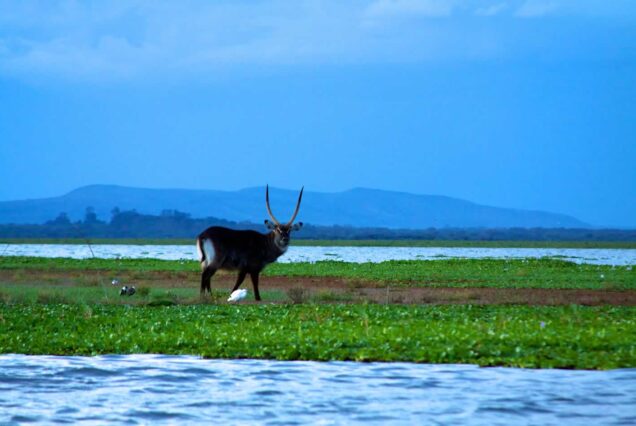 Lake Nakuru & Lake Naivasha National Park  from Nairobi Hotel/Airport  – 2 Days 1 Night