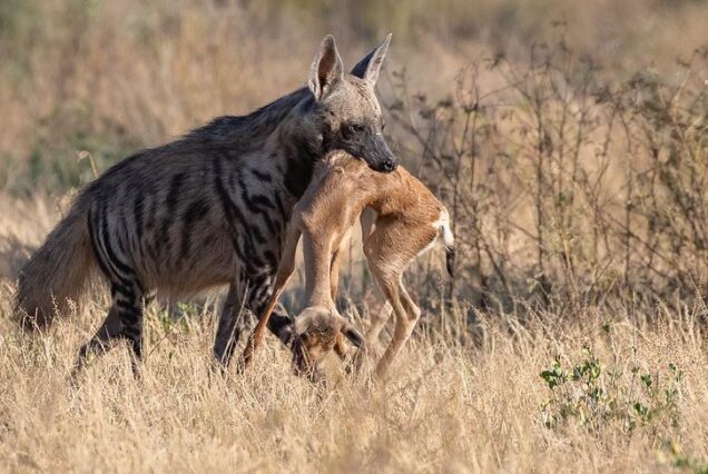 10 Days Safari from Nairobi to Ol Pejeta,Samburu,Lake Bogoria, Lake Naivasha and Masai Mara