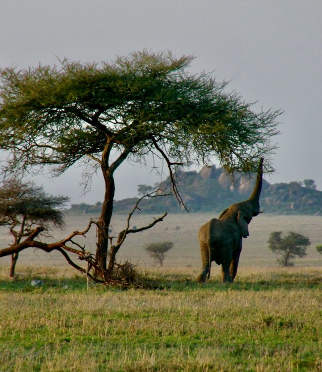 elephant-safari-kenia